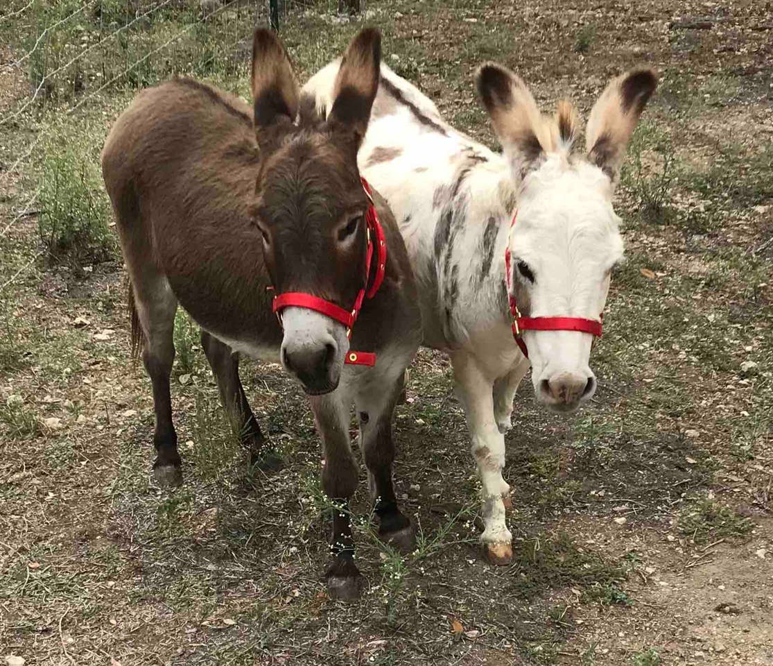 Livestock at Windmill Ranch Lodging