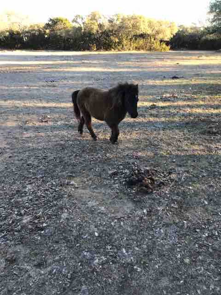 Baby Mini Horse